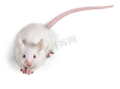老鼠摄影照片_白色的实验室老鼠