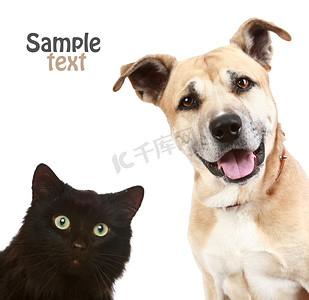 katze摄影照片_猫与狗的特写肖像.