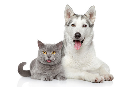 学术类通用摄影照片_猫和狗一起在白色背景上