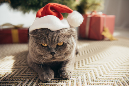 灰色苏格兰折叠猫在圣诞老人帽子躺在圣诞树下