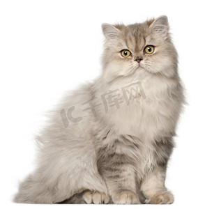 波斯语猫，坐在白色背景前