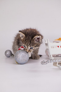 新年猫咪玩圣诞树玩具.