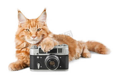 红色复古背景摄影照片_可爱的红色猫用相机 