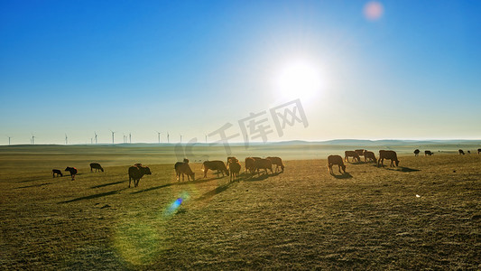 内蒙古草原马匹秋季景观