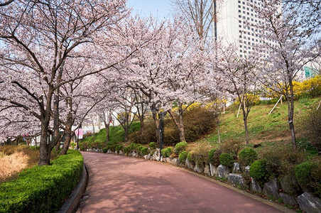 浪漫樱花季摄影照片_春暖花开的樱花巷，韩国首尔世川湖公园。公园里盛开的樱花巷