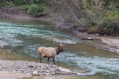 Mountain Bull Elk，科罗拉多州，美国