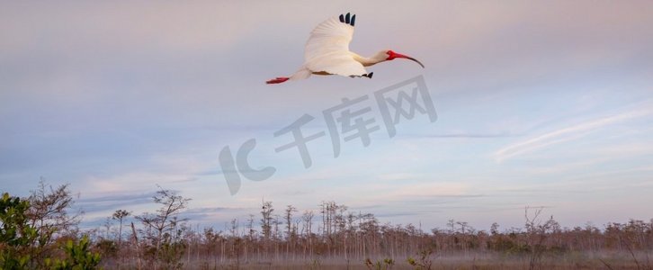 White Ibis in a Everglades National Park，美国，佛罗里达