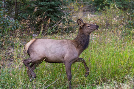bull摄影照片_Mountain Bull Elk，科罗拉多州，美国