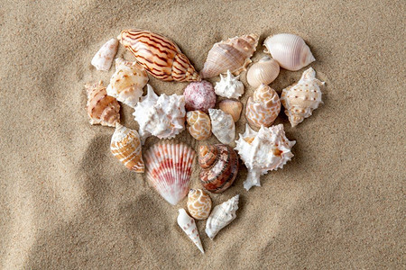 自然与暑假的概念-沙滩上不同的贝壳。海滩上不同的贝壳