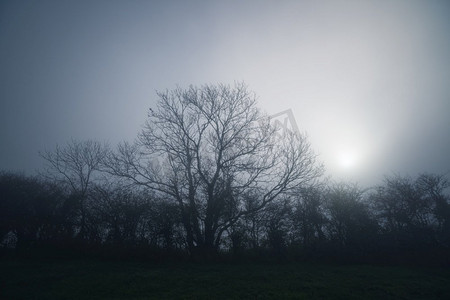在一个寒冷的早晨，乡间风光中的雾中无叶的树