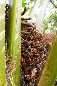 棕榈种植园，棕榈油在绿色，热带树木植物棕榈果树领域自然农业农场 