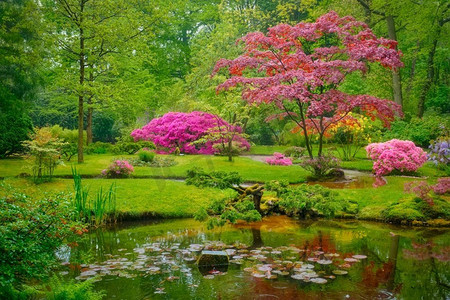 荷兰海牙克林根德尔公园，日本花园里的一棵树，树叶五颜六色。荷兰海牙克林根代尔公园日式花园
