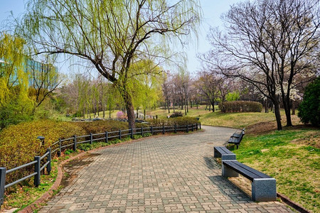 在韩国首尔的汝矣岛公园公共公园里，有长凳的小径散步。韩国首尔汝矣岛公园