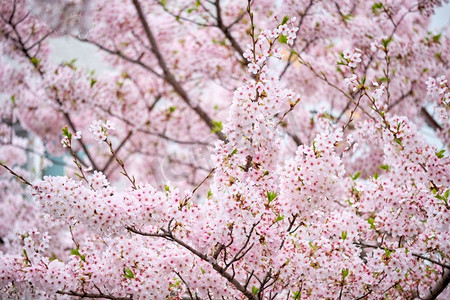 开花的樱花樱花背景在春天，韩国。樱花盛开