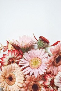 白色背景为淡粉色和红色非洲菊的花朵背景。带复制空间的花卉边框。顶视图