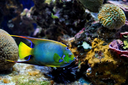  天使鱼，鱼，水族馆，水族馆