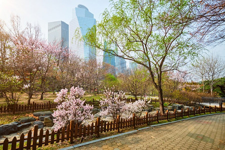 盛开的樱花在韩国首尔的丽水道公园公园里盛开。韩国首尔的Youido Park