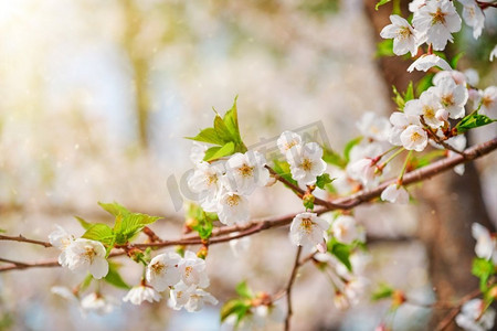 盛开的樱花在韩国春天的背景下。有阳光和镜头耀斑。盛开的樱花