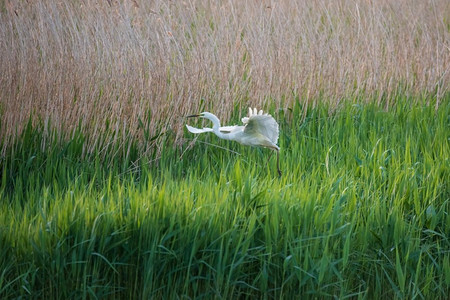 手绘大白卡通摄影照片_美丽的大白鹭在春日的阳光下在湿地上空飞翔的可爱形象