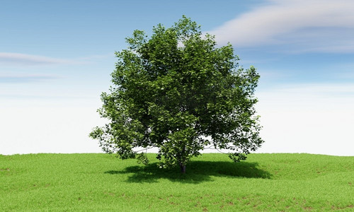 大树与蓝天背景。自然和景观概念。3D插图渲染