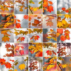 五颜六色的背景秋天的叶子在设置