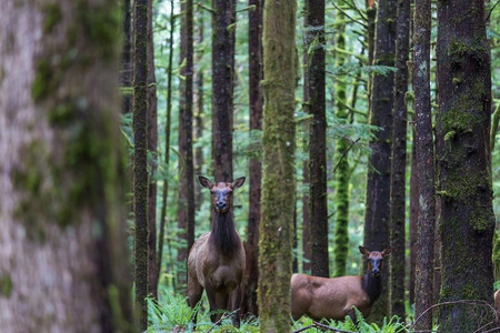 Mountain Bull Elk，科罗拉多州，美国