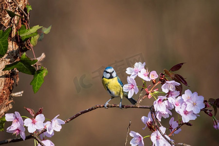 蓝色山雀Cyanistes Caerulueus鸟美丽的春天图像在粉红色的开花树在林地景观设置