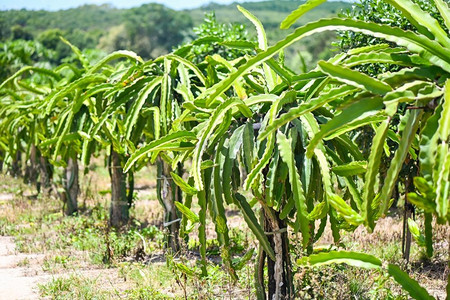 在亚洲的农业农场，pitahaya种植园火龙果在泰国夏天 