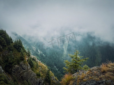 从山顶可以看到雾谷的美景。喀尔巴阡山山脊上的针叶林上空有雾的云