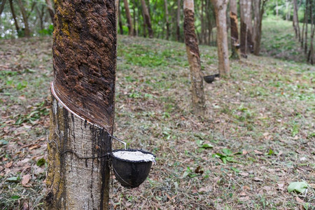 胶乳摄影照片_橡胶种植园与橡胶胶乳在碗中提取从橡胶树种植园亚洲农业天然胶乳