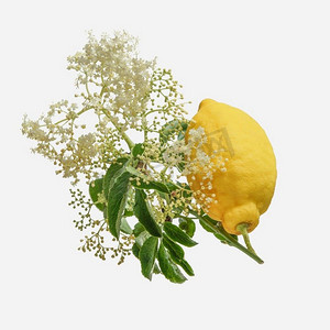 年长的花和柠檬飞行在白色背景。自制季节性糖浆或柠檬水的配料。前视图。