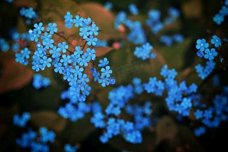 特写镜头Brunnera macrophylla或西伯利亚蟾蜍蓝色花