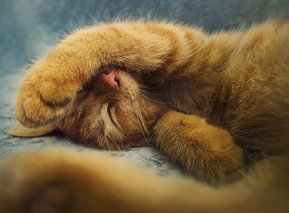 一只困倦的橙色小猫在室内的沙发上打盹。小姜猫睡紧在一个可爱的位置，用她的爪子覆盖枪口
