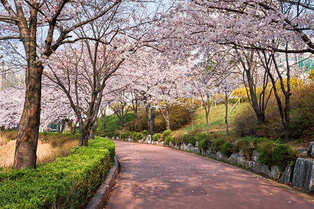 盛开的樱花樱花在公园里在春天，石川湖公园，首尔，韩国。盛开的樱花樱花巷在公园