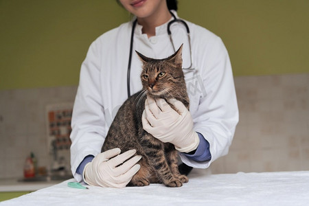 医学专业摄影照片_ 动物，女性，医学，猫