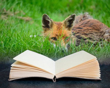 绿色阅读摄影照片_红色狐狸vulpes vulpes vulpes在郁郁葱葱的夏季乡村风景在想象的阅读书页