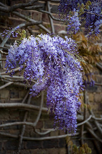 美丽的风景图象关闭五颜六色充满活力的紫藤攀援植物在英国乡村花园