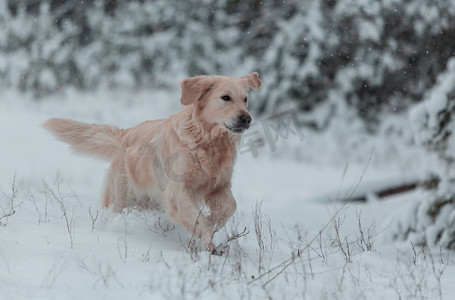 冬天的狗在雪地里