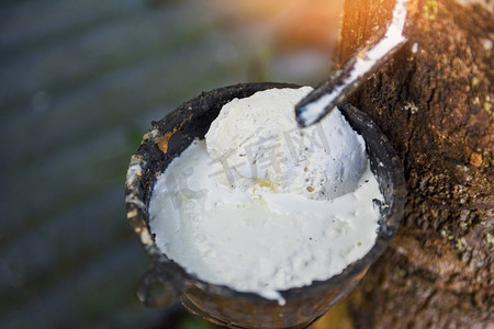 橡胶种植园与橡胶胶乳在碗中提取从橡胶树种植园亚洲农业天然胶乳