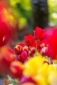 主题摄影照片_春花田。美丽的春天背景春天花园里的郁金香。农业和园艺主题。