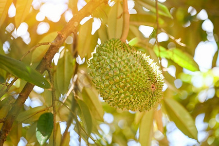 新鲜的榴莲水果挂在榴莲树在花园果园热带夏季自然，榴莲在泰国 