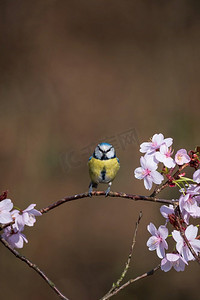林地景观中粉红色花树上蓝山雀美丽的春天形象