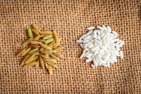 茉莉花白米和黄色水稻袋收获的撕裂米，收获米和粮食烹饪概念