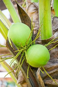 椰树上的椰子幼果，夏天花园里种植的新鲜绿油油的椰子树热带水果