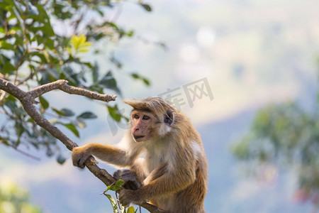 猴子在泰国的热带森林