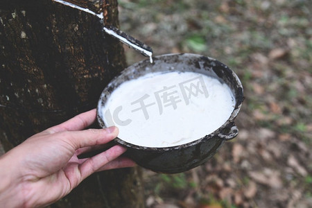 橡胶种植园与橡胶胶乳在碗中提取从橡胶树种植园亚洲农业天然胶乳