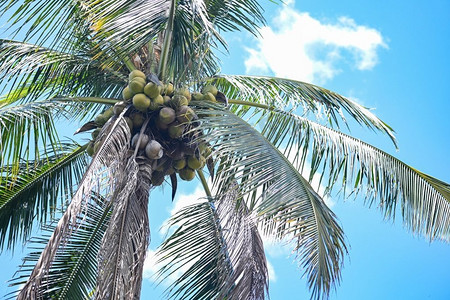 椰果在夏天挂在椰子树上，椰子棕榈树