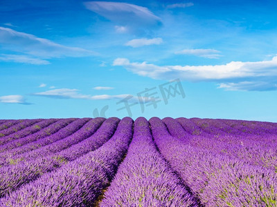 熏衣草领域在晴天，普罗旺斯，瓦伦索尔高原。农田里开着紫罗兰色的花朵。旅游区域..法国普罗旺斯熏衣草田
