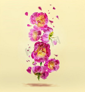 粉色漂浮的花瓣摄影照片_淡黄色背景下飘扬的粉红色牡丹、花朵和花瓣。花卉盛开的夏日背景下，漂浮着鲜花。前视图。垂直