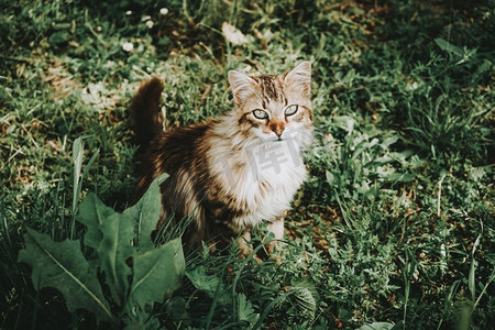 美丽的猫摄影照片_惊人的和美丽的猫户外